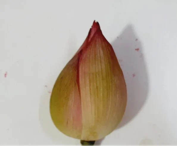 இளஞ்சிவப்பு தாமரை pink lotus இளஞ்சிவப்பு தாமரை pink lotus