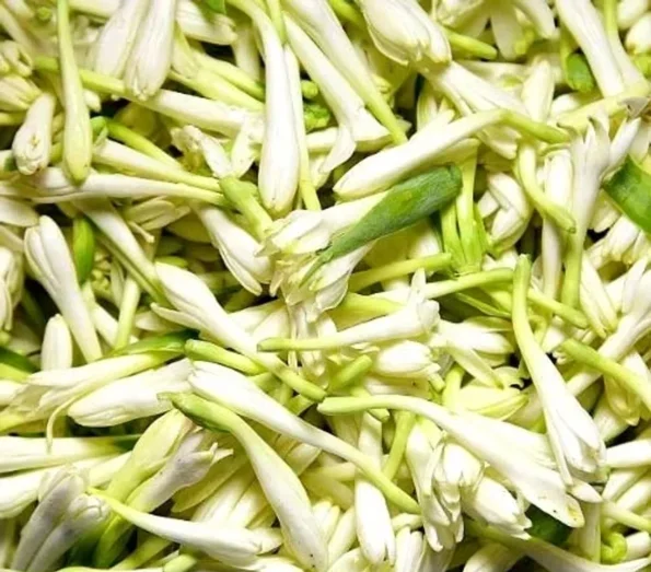 சிறிய-சம்பங்கி-Small-Tuberose-595x595